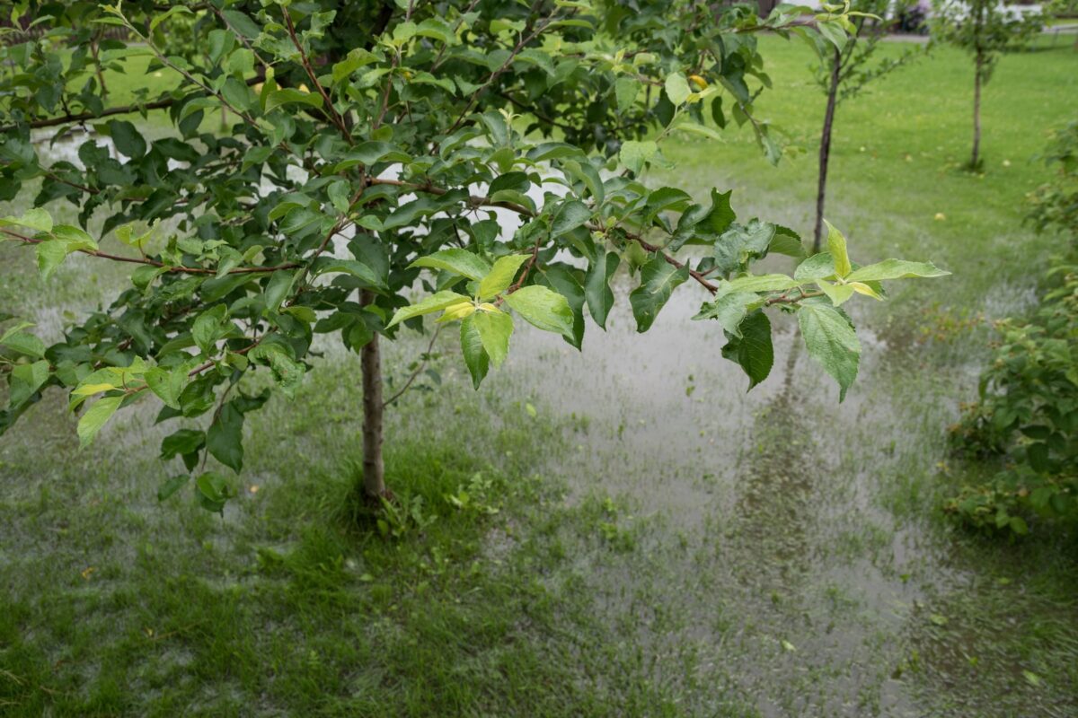 Pooling water in a front yard around a tree